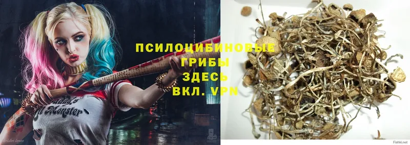 Псилоцибиновые грибы GOLDEN TEACHER  Бабаево 